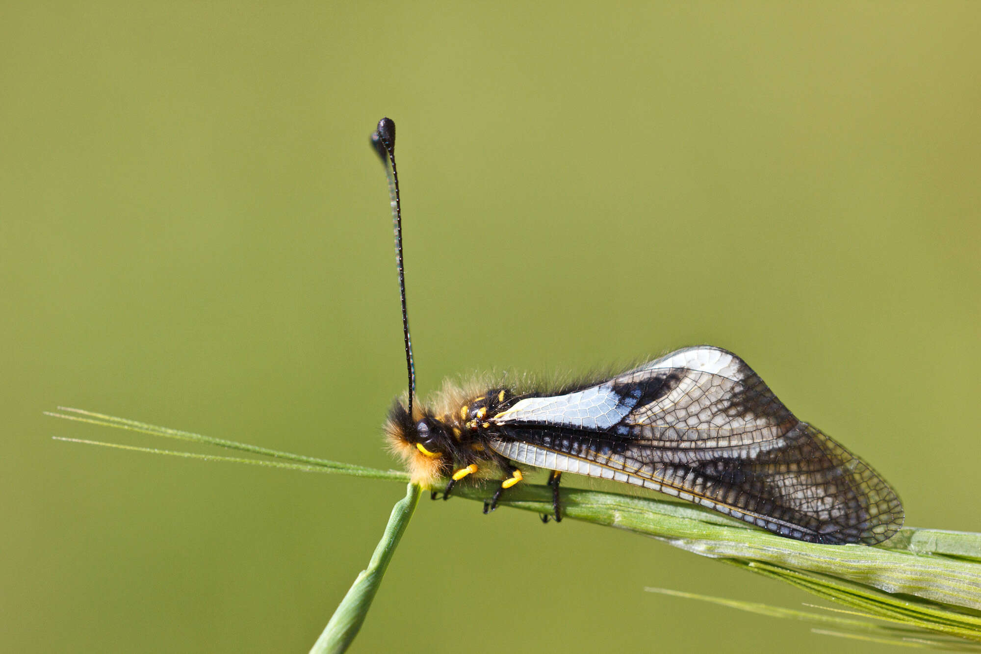 Image of Owly sulphur