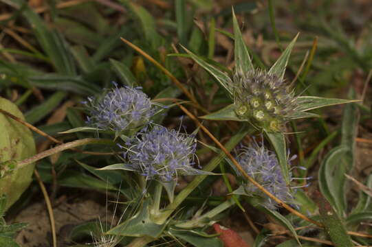 Eryngium caespitiferum Font Quer & Pau resmi