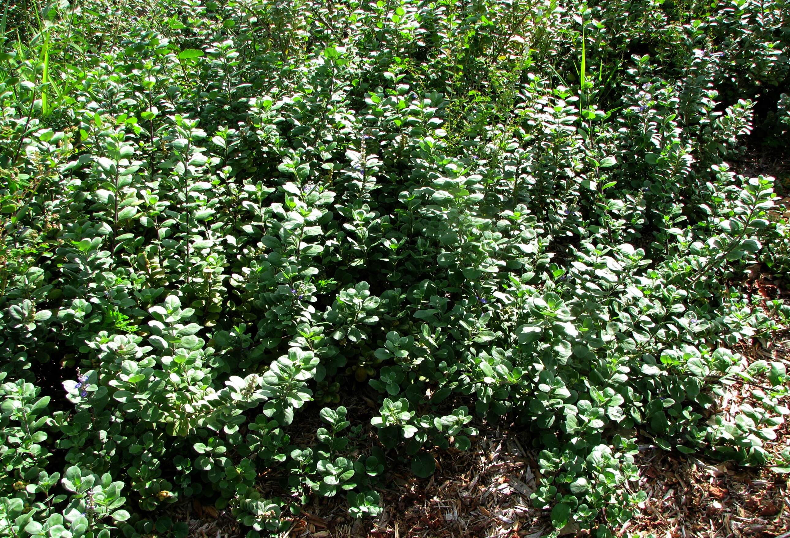 Sivun Vitex trifolia L. kuva