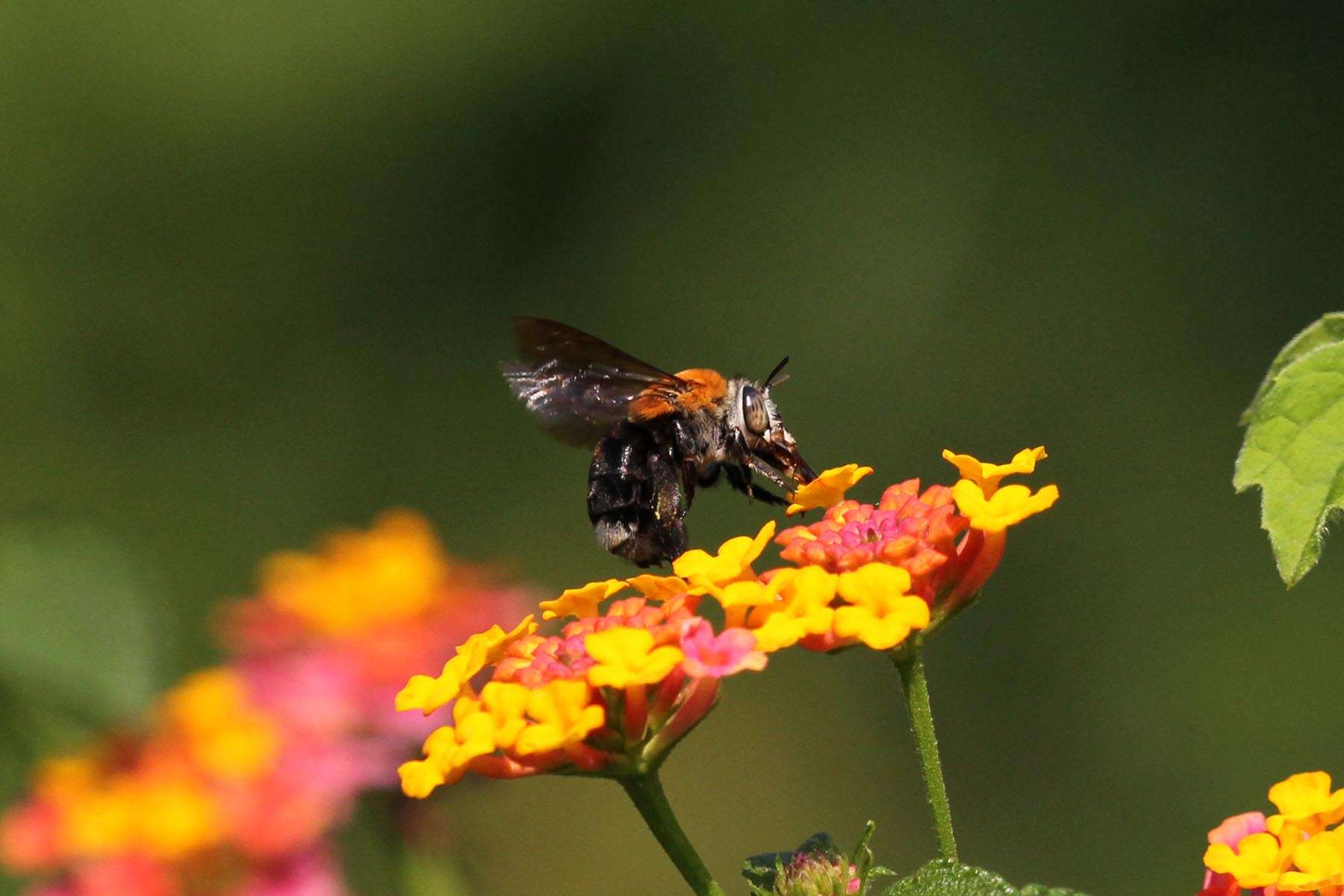 Image of Anthophorine Bees