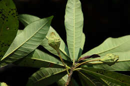 Image of Ficus abelii Miq.