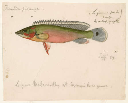 Image of Crenicichla lugubris Heckel 1840