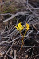 Imagem de Disa tenuifolia Sw.