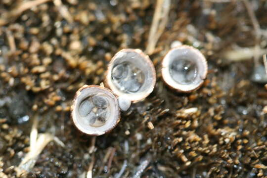 Cyathus stercoreus (Schwein.) De Toni 1888 resmi