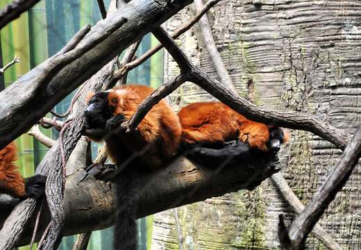 Image of Ruffed lemur