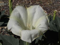 Image de Datura