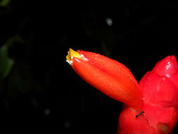 Image of Costus wilsonii Maas