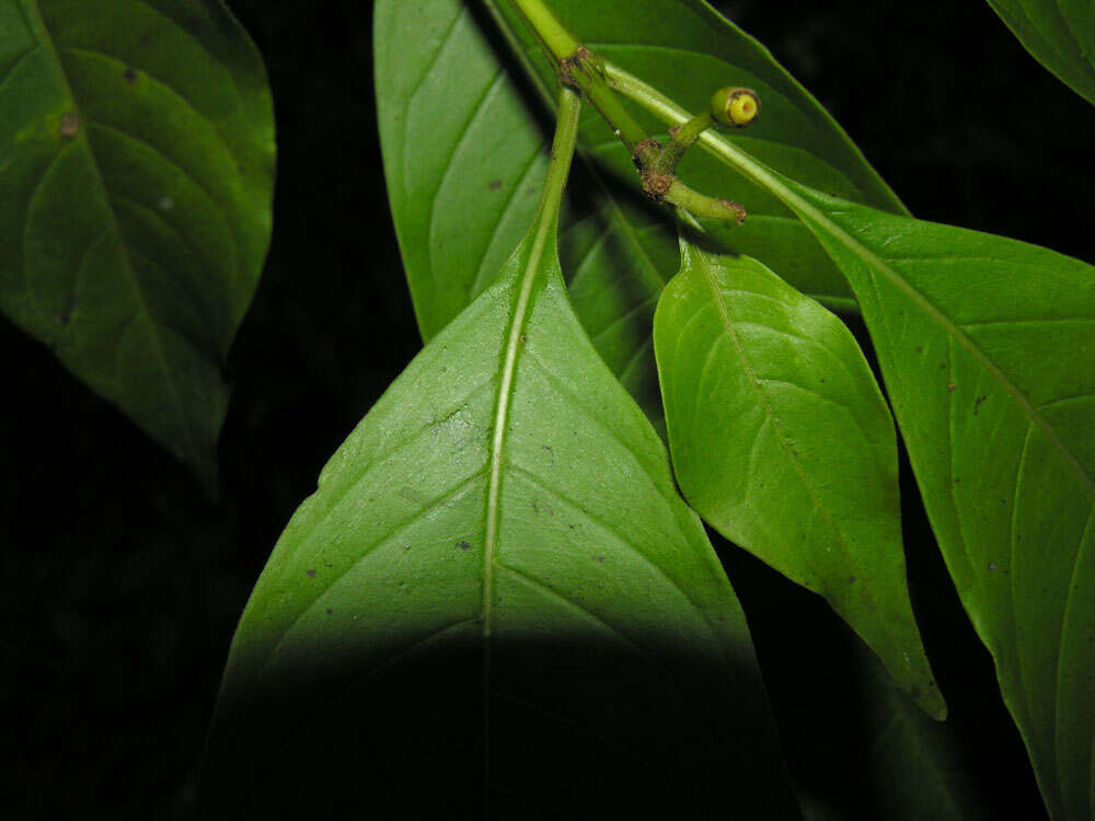 Image of Hamelia macrantha Little