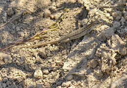 Image of Sand lizards