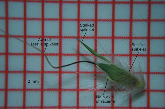 صورة Bothriochloa