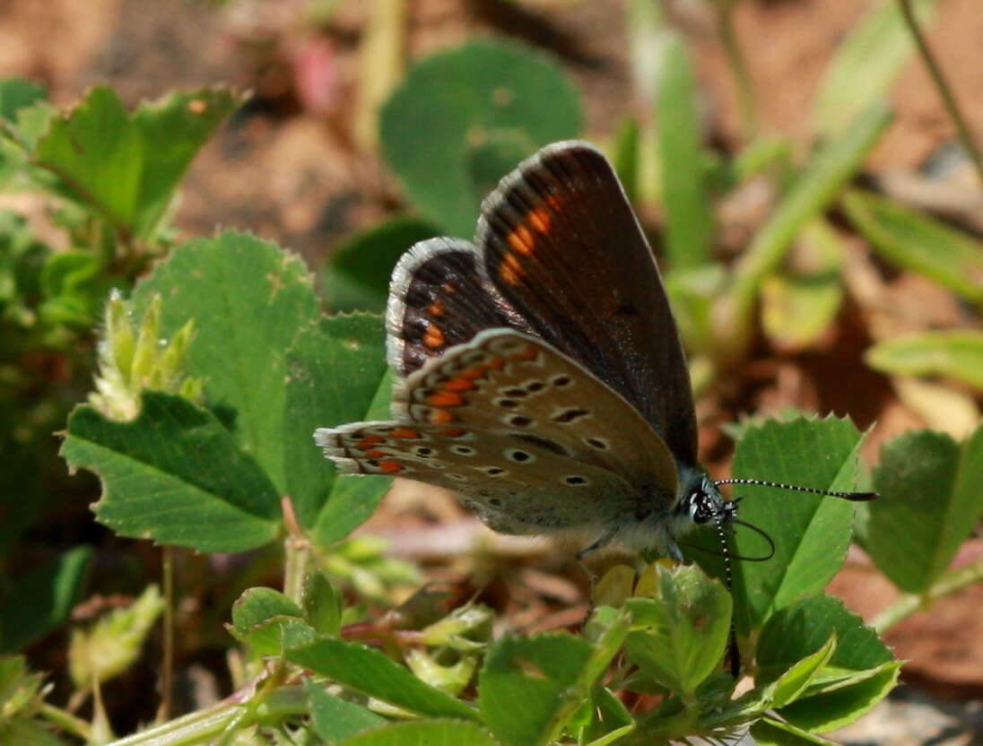 Image of common blue