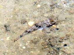 Image of Gobiidae