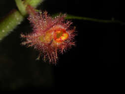 Image of Columnea segregata B. D. Morley