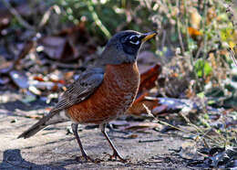 Image of Thrush