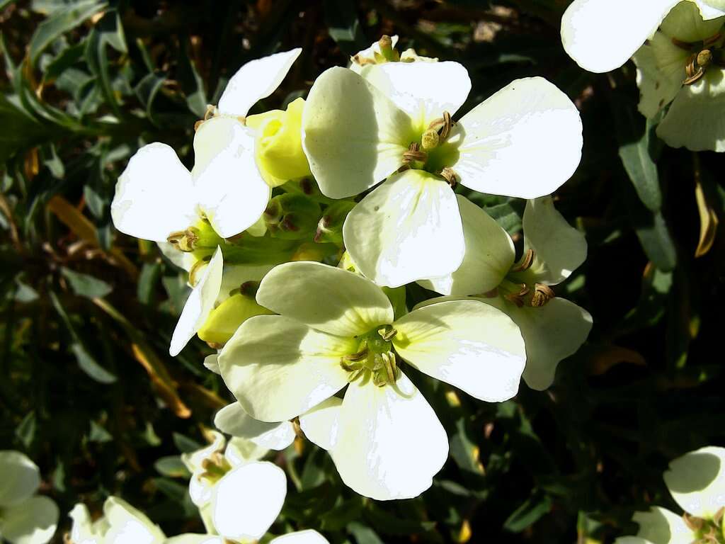 Image of Erysimum concinnum Eastw.