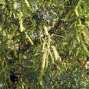 Image of Prosopis cineraria (L.) Druce