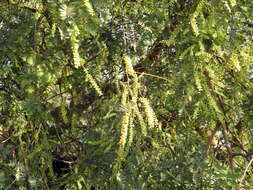 Image of mesquite