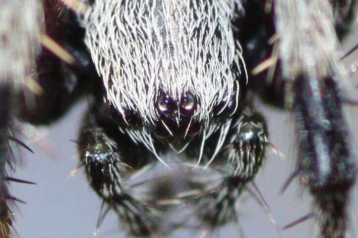 Image of Spotted Orbweavers