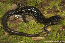 Image of Woodland salamander