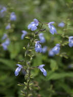 Image of Cayman sage