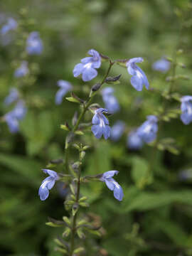 Imagem de Salvia caymanensis Millsp. & Uline