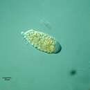 Image of Pelomyxa