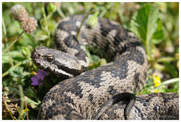 Image of vipers