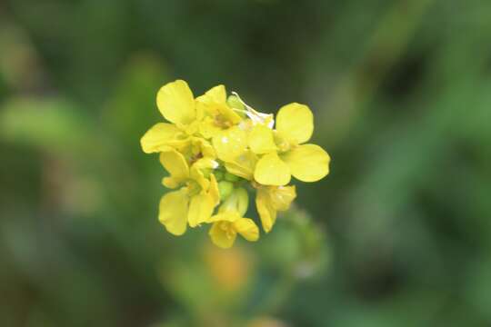 Image of black mustard