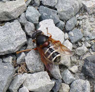 صورة Sericomyia lappona (Linnaeus 1758)