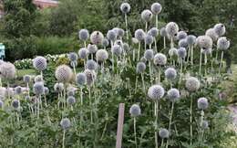 Echinops sphaerocephalus L. resmi