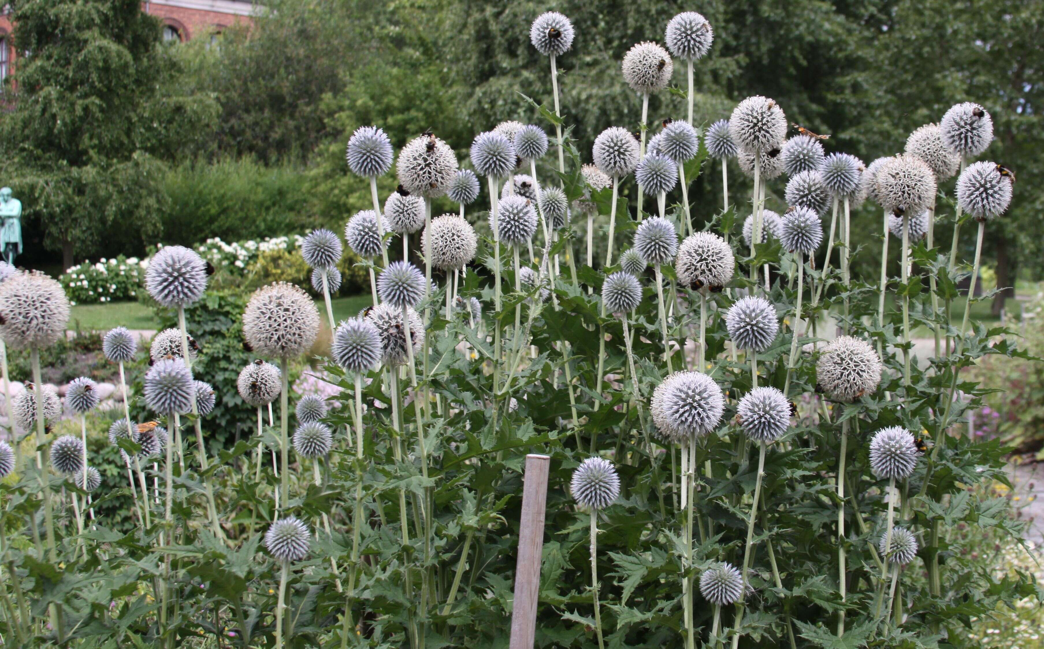 Echinops sphaerocephalus L. resmi