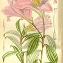 Lilium rubellum Baker resmi