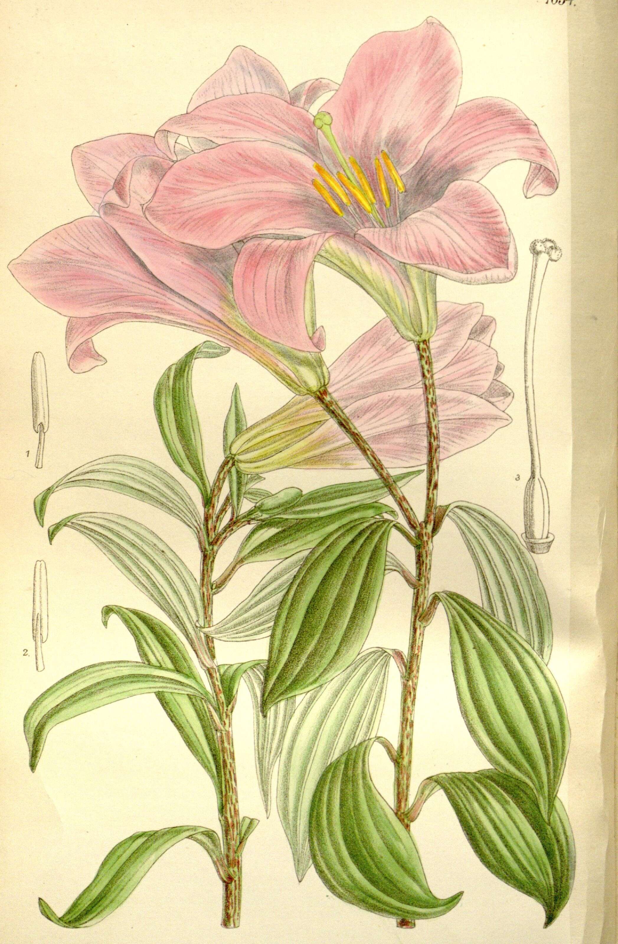 Image of Lilium rubellum Baker