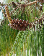 Image de Pinus patula Schiede ex Schltdl. & Cham.