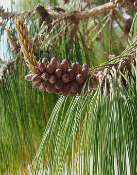 Image de Pinus patula Schiede ex Schltdl. & Cham.