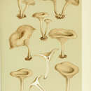 صورة Clitocybe ditopa (Fr.) Gillet 1874