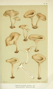 Image of Clitocybe ditopa (Fr.) Gillet 1874