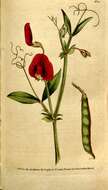 Lathyrus tingitanus L. resmi