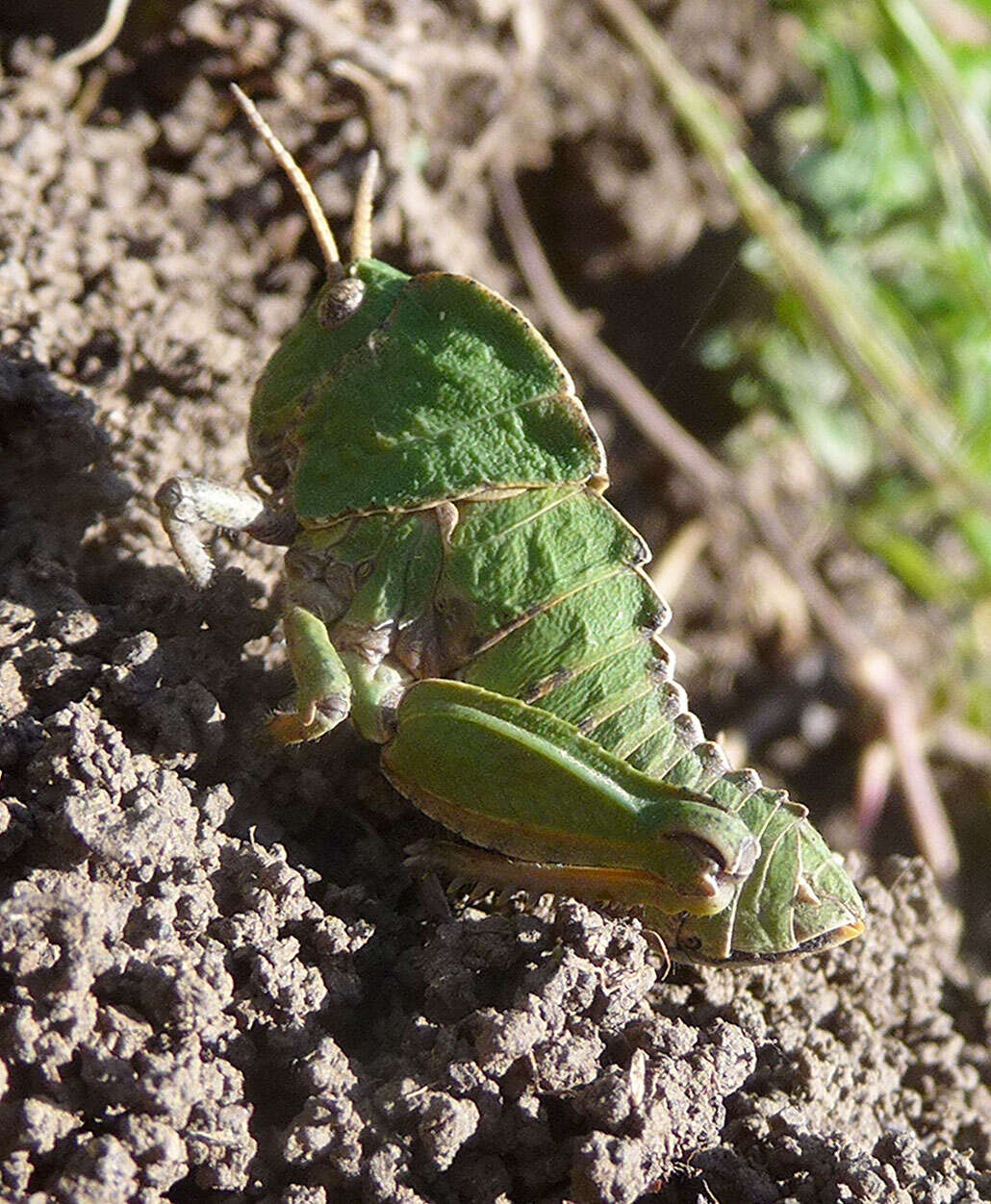 Image de Euryparyphes