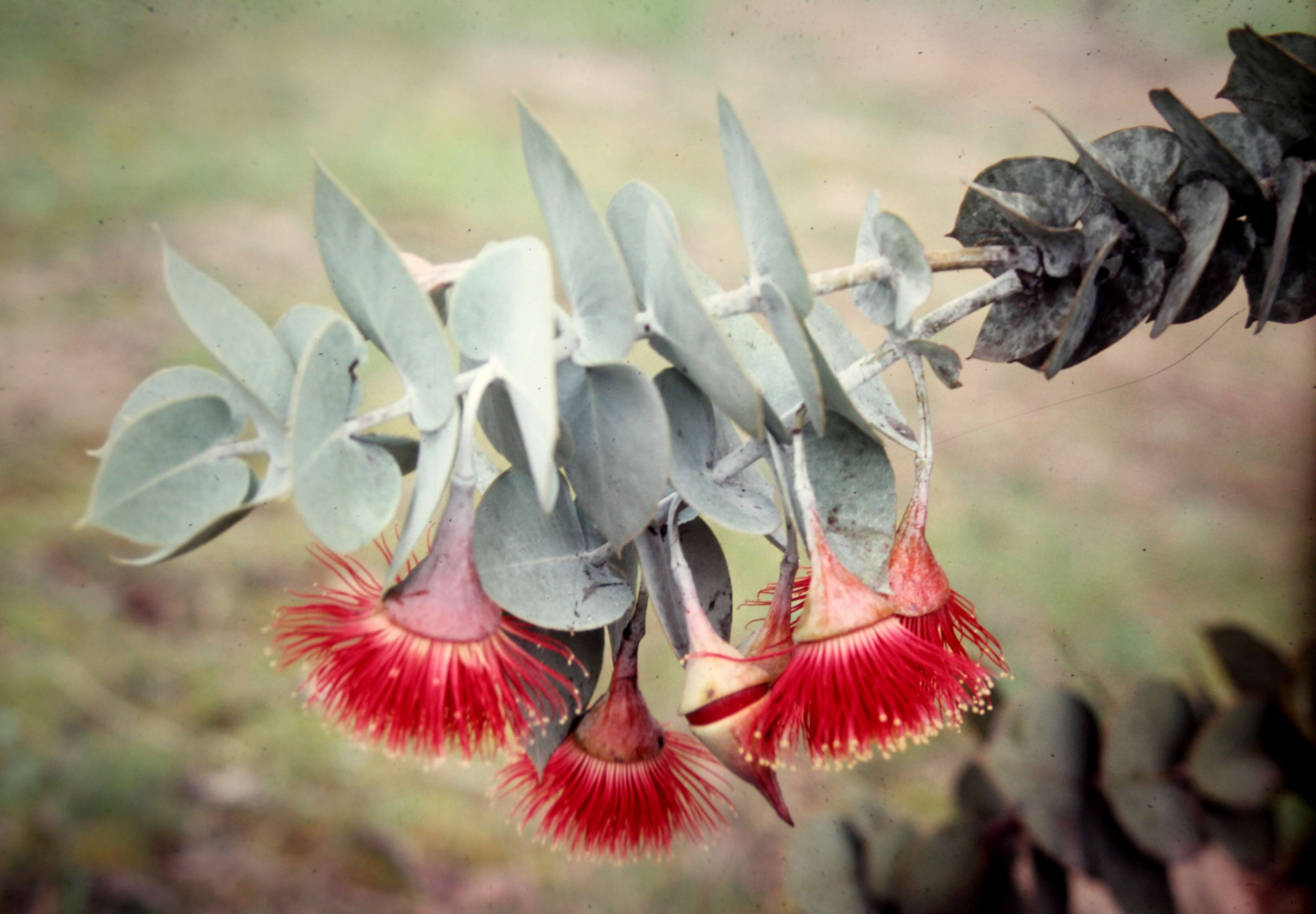 Image of Eucalyptus rhodantha Blakely & Steedm.