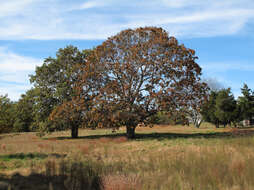 Image of Black Oak