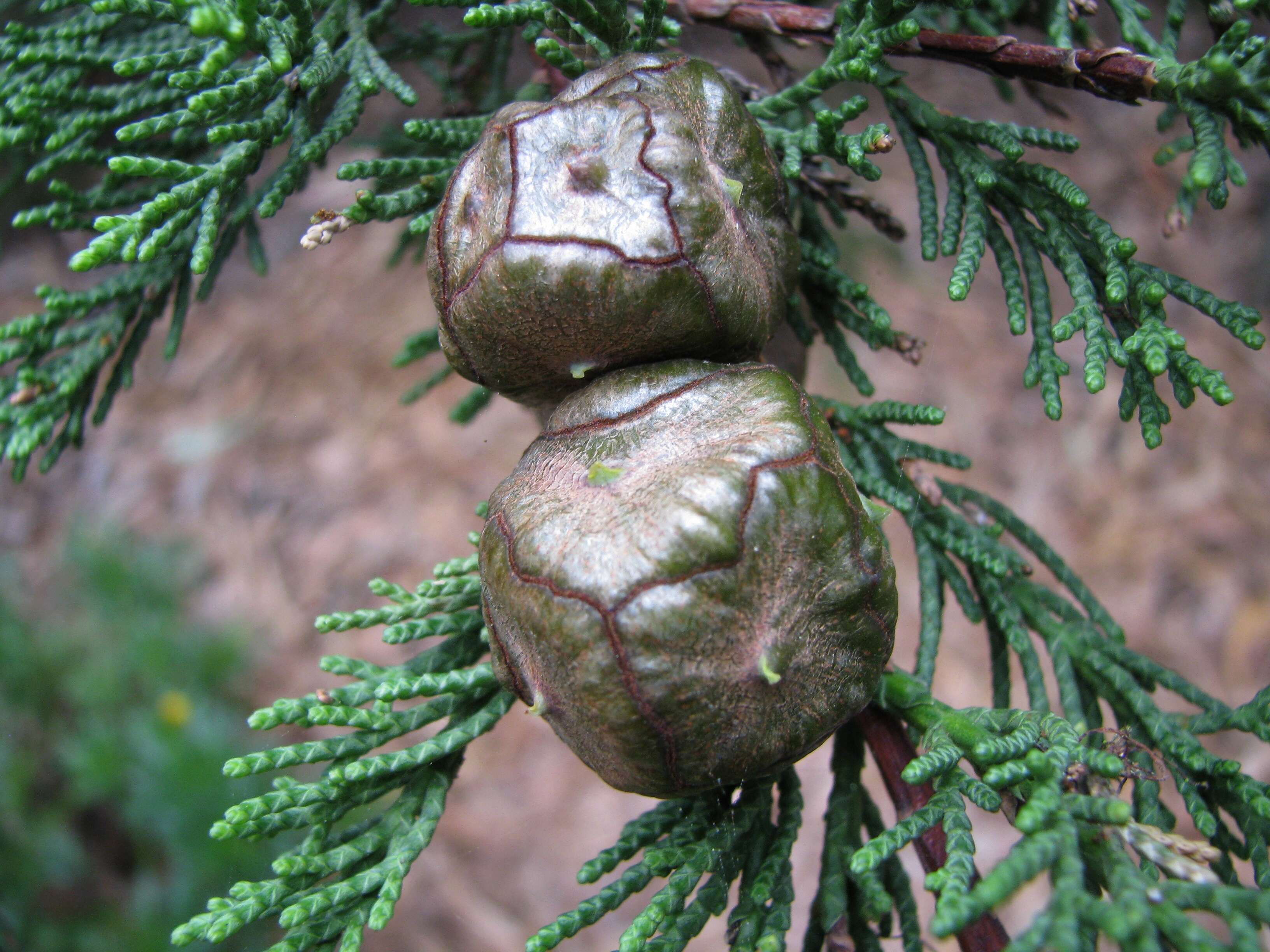 Image of Monterey cypress