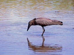 Image of hamerkop