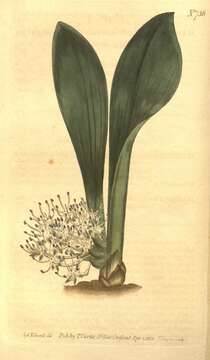Image of Massonia angustifolia L. fil.