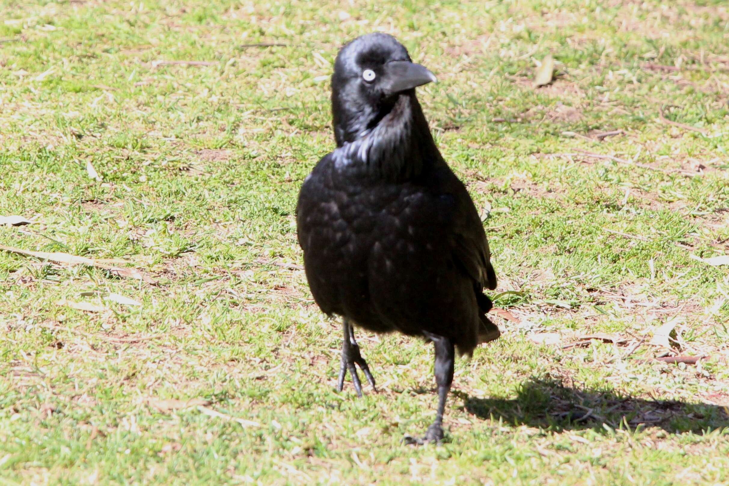 Image of Corvus Linnaeus 1758