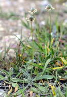 Image of Hare's-foot Plantain