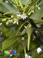 Image of Long-style stilt mangrove