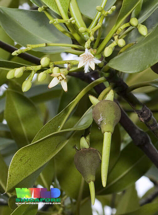 Image of mangrove