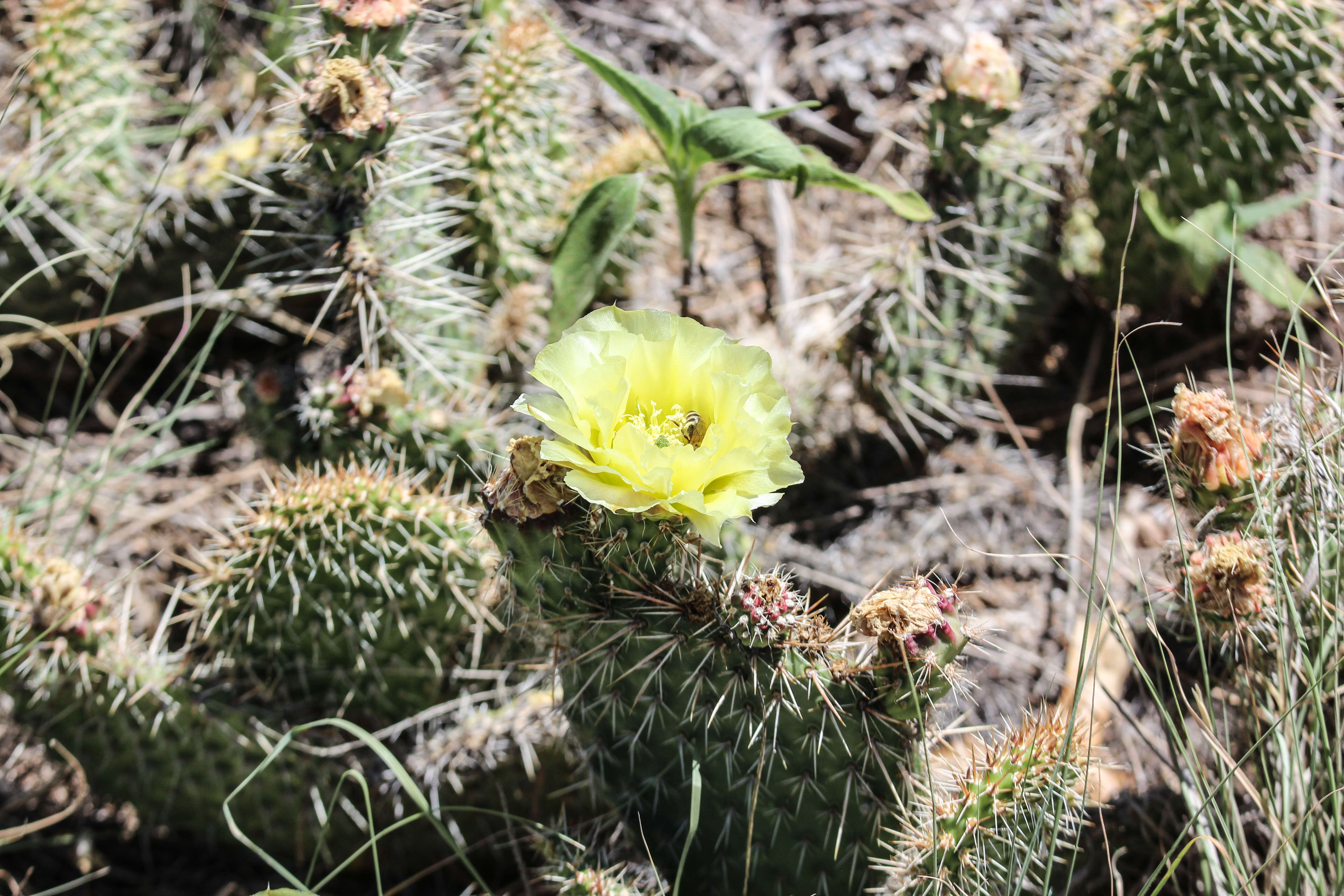 Image of Panhandle Prickly-pear