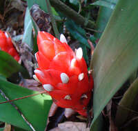 Image of tufted airplant